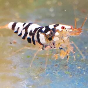 GALAXY BLACK FANCY TIGER - 1.0 CM